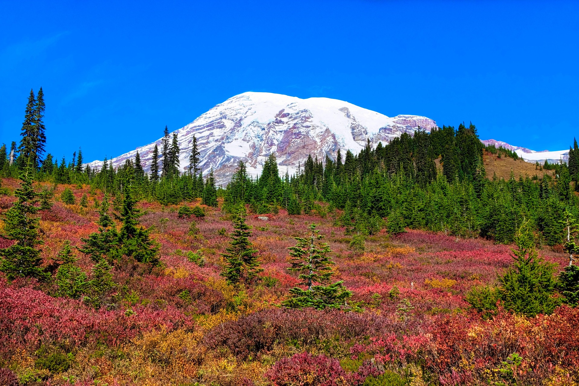 A stunning view of Mount Rainier with vibrant fall foliage in the foreground and a clear blue sky above, showcasing the natural beauty of the Pacific Northwest.