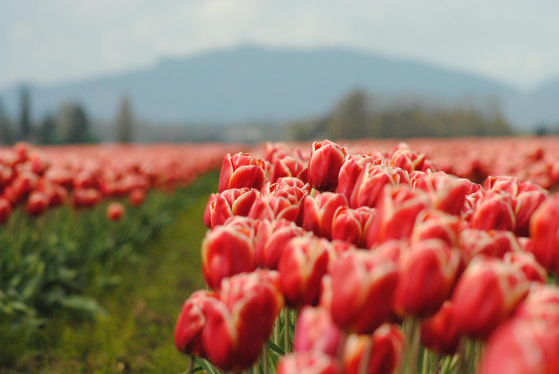 A vibrant field of red tulips in full bloom at the Skagit Valley Tulip Festival in Washington, with mountains and a soft sky in the background.